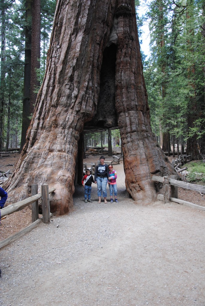 California tree - er det ikke bare for viiildt?