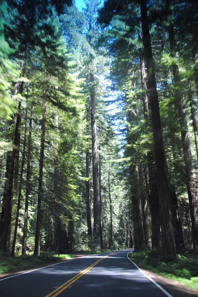 Avenue of the Giants